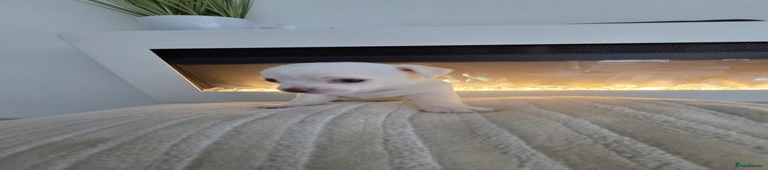 Chihuahua Puppy 1