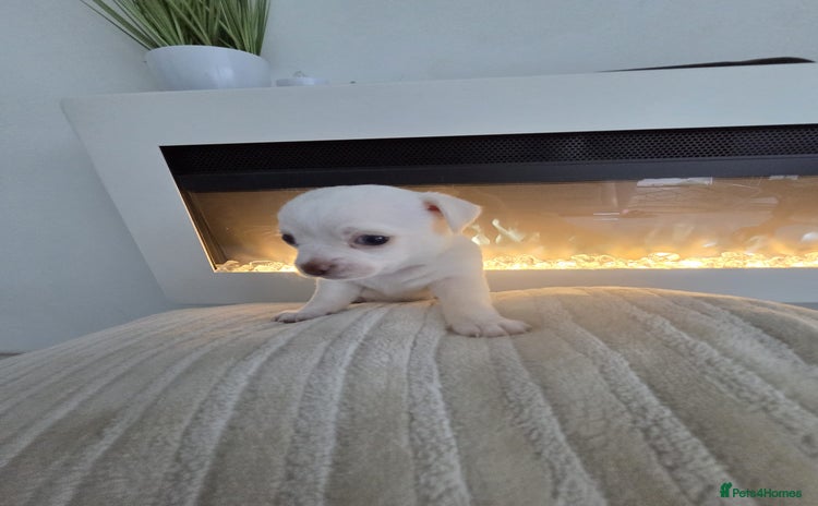 Chihuahua dogs - Advert 4
