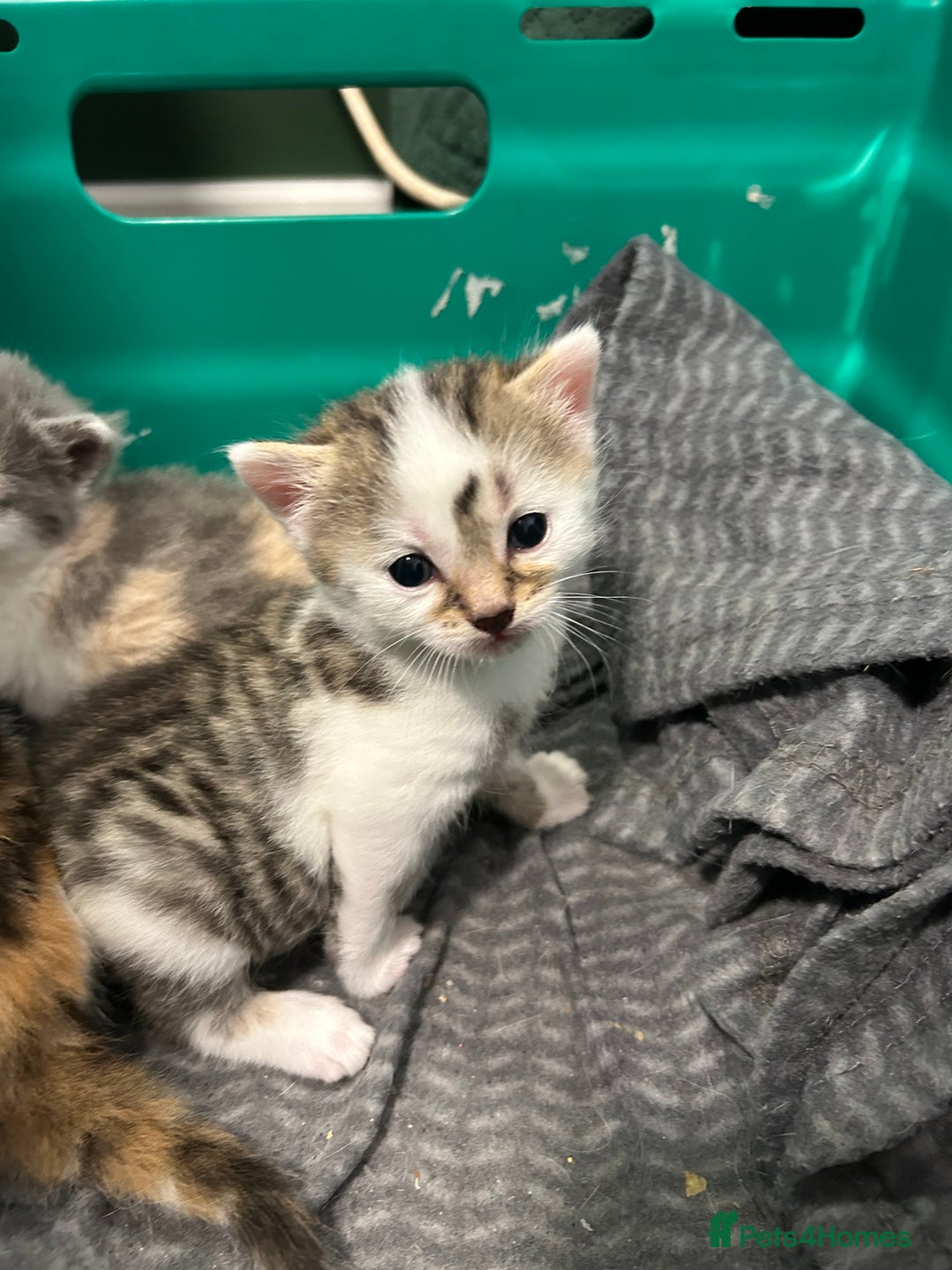 British Shorthair cats for sale: Two male kittens  - Image 8
