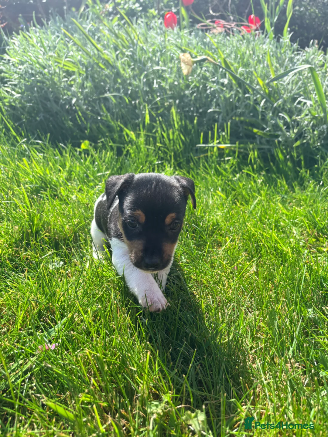 Jack Russell dogs for sale: Traditional Jack Russell Puppies - Advert 10