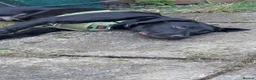 Mixed Breed dogs for sale: Dog needs re homing  in Oldham - Advert 5