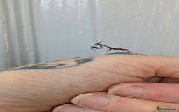 Spiders invertebrates for sale: Beautiful jumping spiders  - Image 12