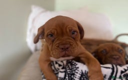 Dogue De Bordeaux dogs for sale: Dogue de Bordeaux 9 weeks old. Two girls, one boy - Image 8