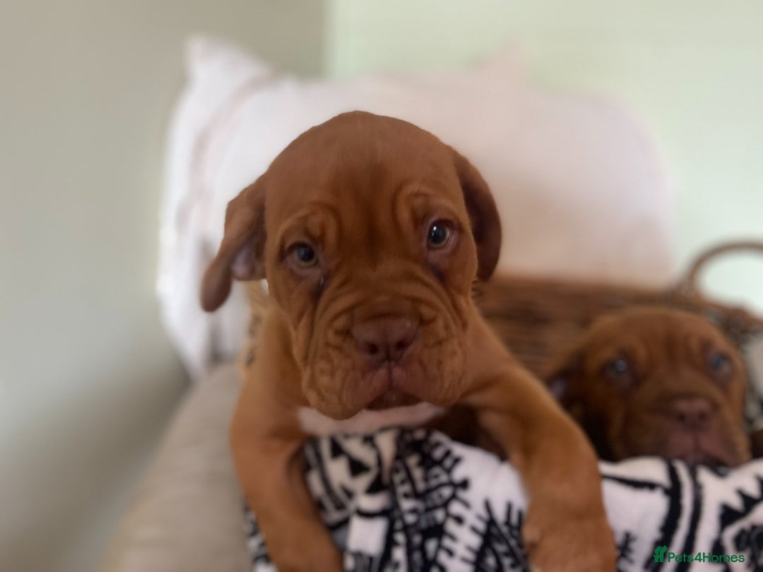Dogue De Bordeaux dogs for sale: Dogue de Bordeaux 9 weeks old. Two girls, one boy - Image 8