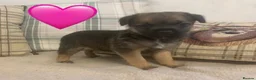 Border Terrier dogs for sale: KC reg border terrier puppies  - Advert 6