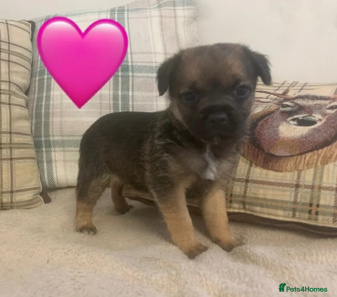 Border Terrier dogs for sale: KC reg border terrier puppies  - Advert 6