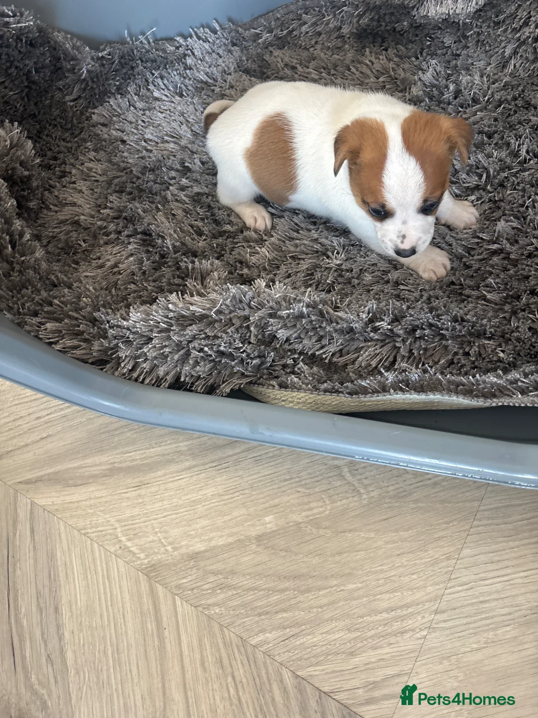 Jack Russell dogs for sale: Jack Russell puppies  - Advert 1