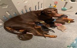 Dobermann dogs for sale: KC REGISTERED DOBERMAN PUPS - Image 39