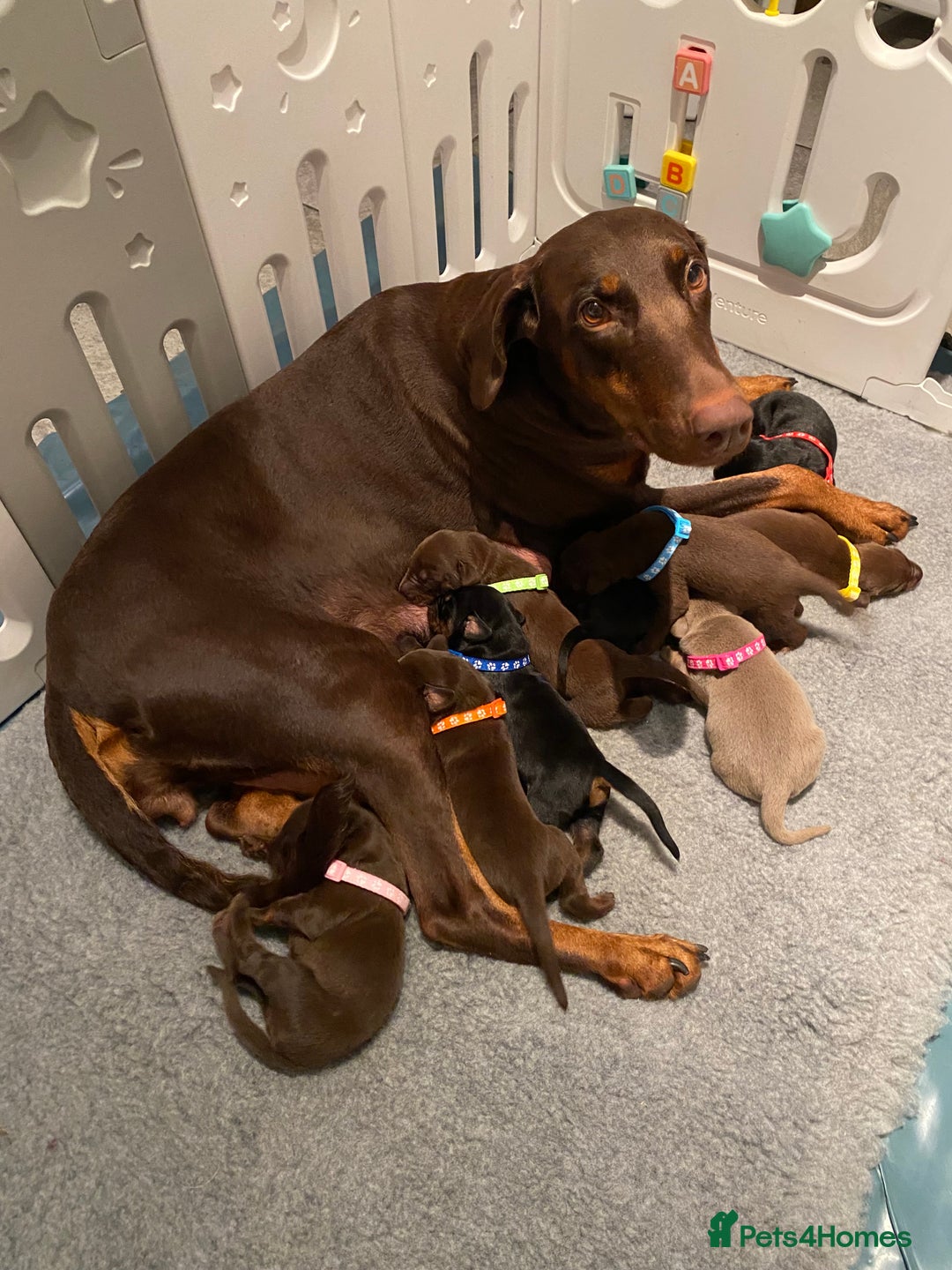 Dobermann dogs for sale: KC REGISTERED DOBERMAN PUPS - Image 39