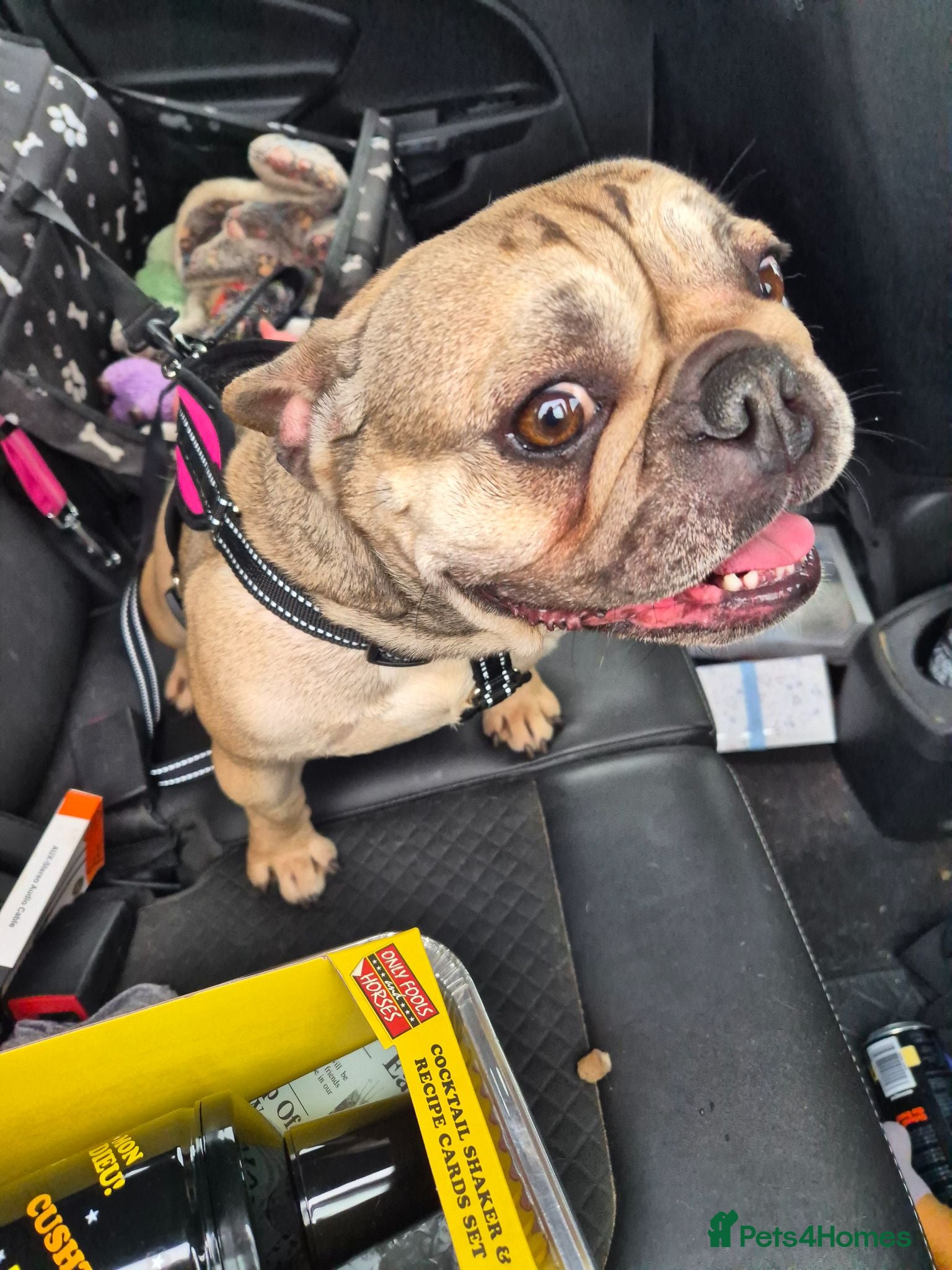 French Bulldog dogs 4 year old French bulldog  - Advert 15