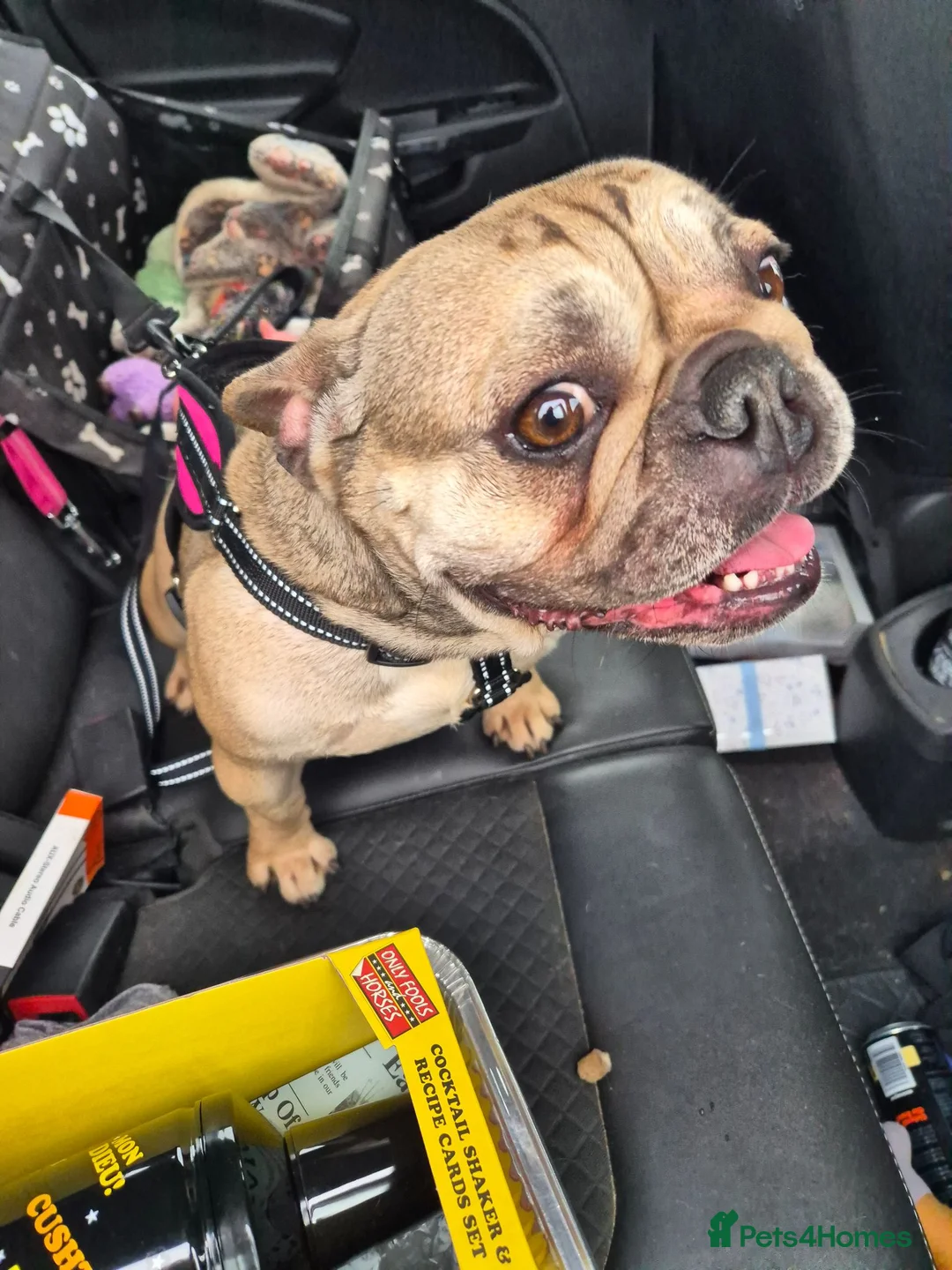 French Bulldog dogs for sale: 4 year old French bulldog  - Advert 1