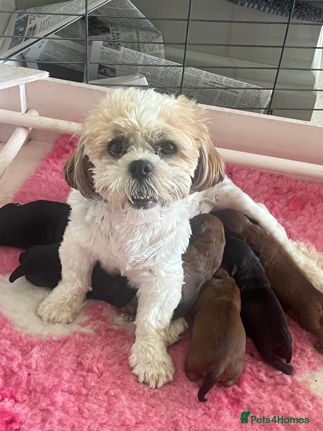 Shihpoo dogs for sale: Shipoo Pups - Image 6