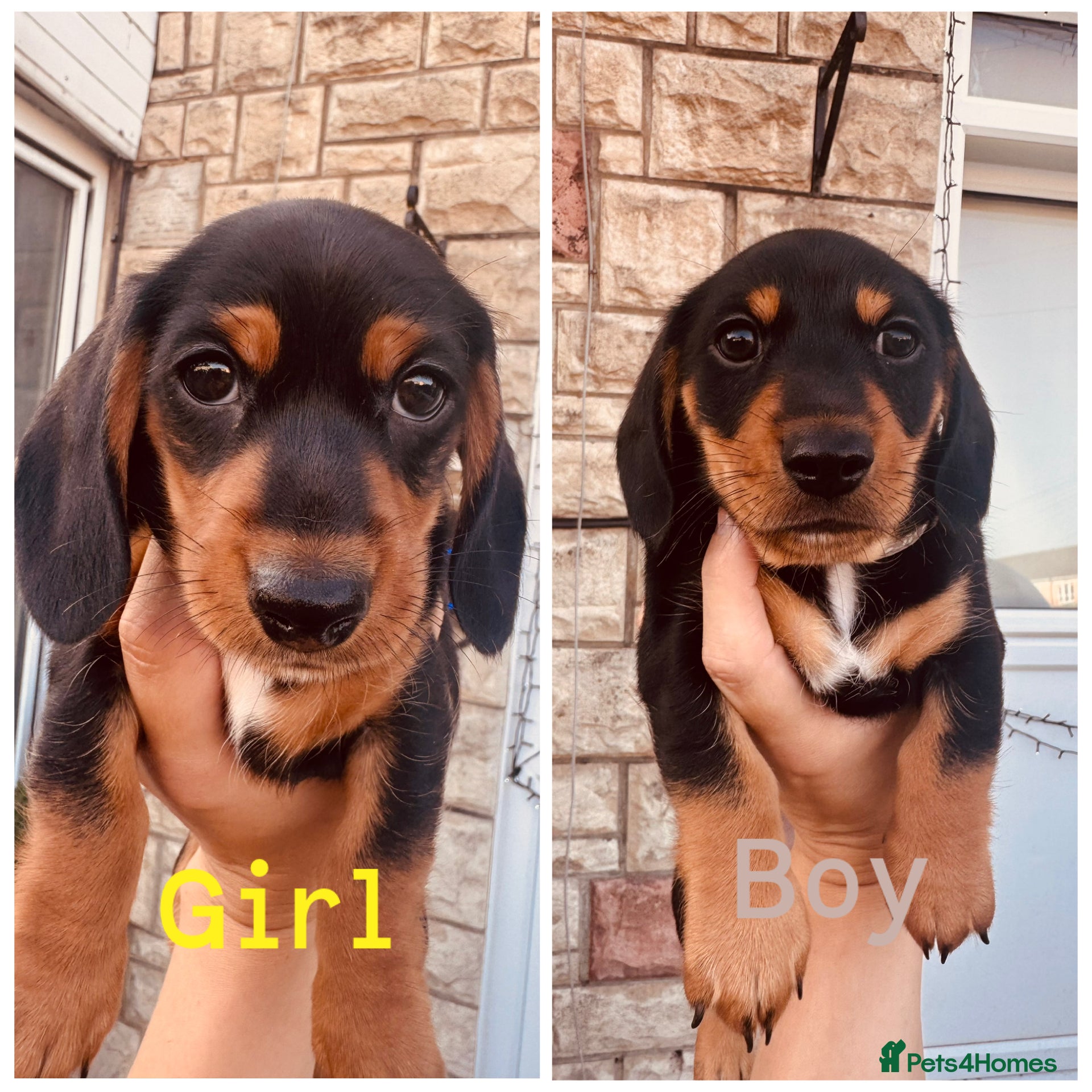 Miniature Dachshund dogs 2 KC registered miniature dachshund puppies - Advert 13