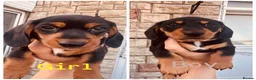 Miniature Dachshund dogs for sale: Ready now-1 KC registered miniature dachshund boy - Advert 9