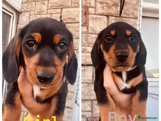 Miniature Dachshund dogs 2 KC registered miniature dachshund puppies - Advert 1