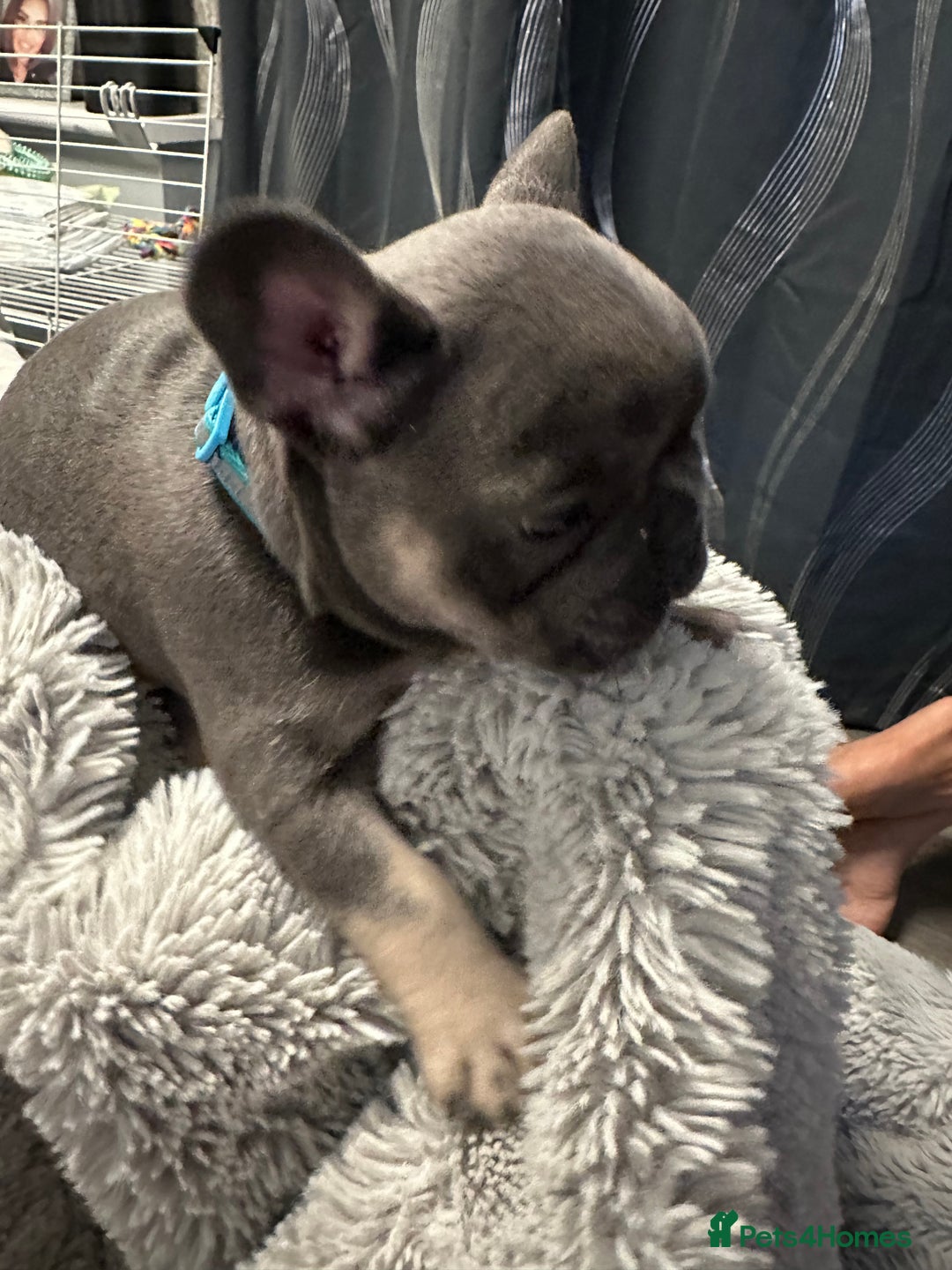French Bulldog dogs for sale: Beautiful looking French bulldog puppies - Advert 19