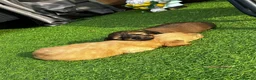 Dachshund dogs for sale: KC REG long haired miniature dachshund - Advert 3
