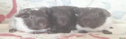 Guinea Pig rodents for sale: MEADOW SIDE CAVIES BABY GUINEA PIGS HEREFORDSHIRE  - Advert 9