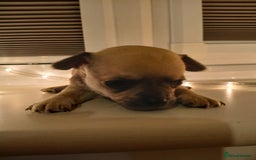 Chihuahua dogs for sale: Last little boy - Advert 1