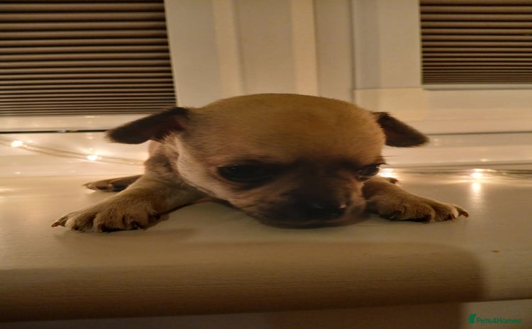 Chihuahua dogs Last little boy - Advert 1