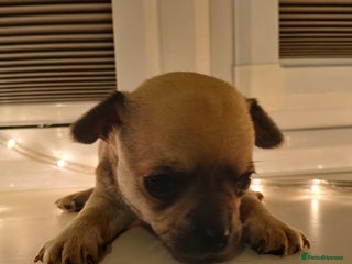Chihuahua dogs for sale: Last little boy - Advert 1