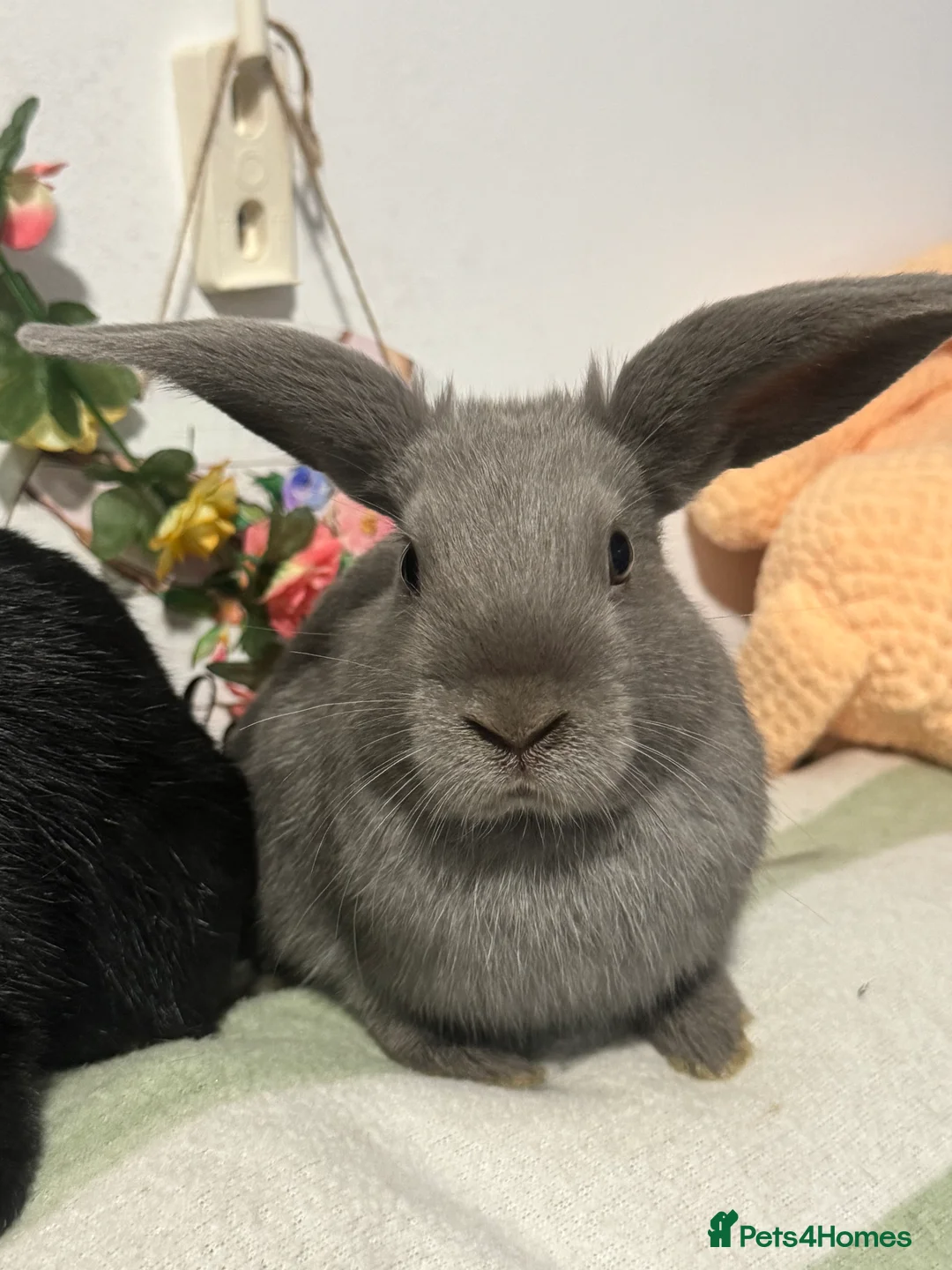 Mini Lop rabbits for sale: Super friendly baby bunnies. VACCINATED - Advert 10