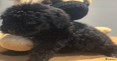 Bernedoodle dogs - Advert 4