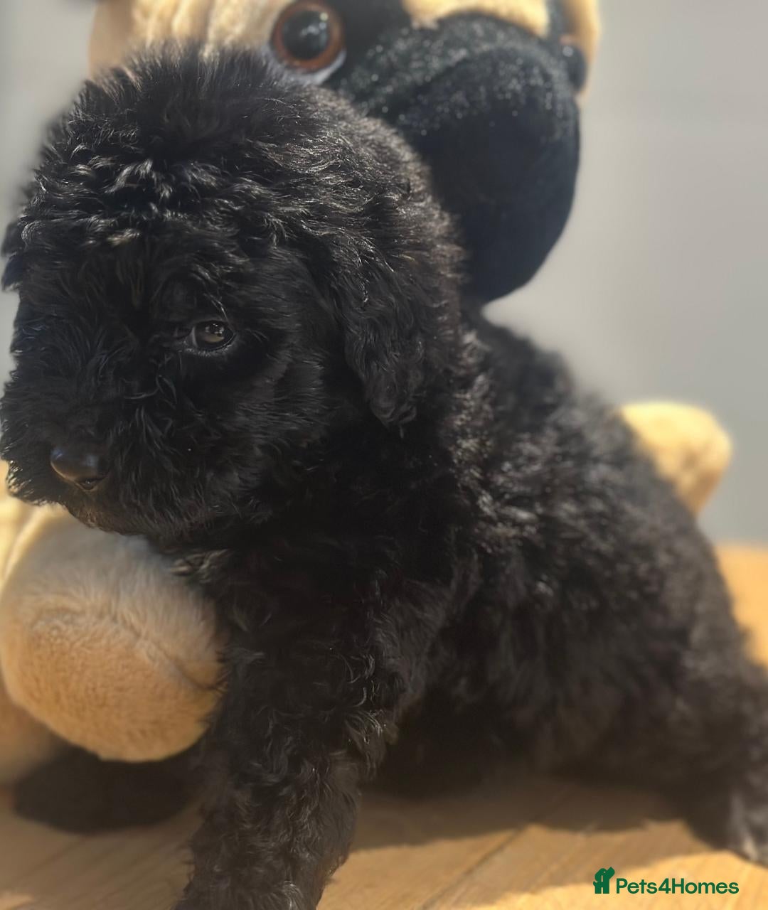Bernedoodle dogs for sale: F1 STANDARD BERNADOODLE BOY AND GIRL AVAILABLE - Image 2
