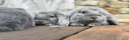 French Lop rabbits for sale: Stunning xl French lops  - Advert 7