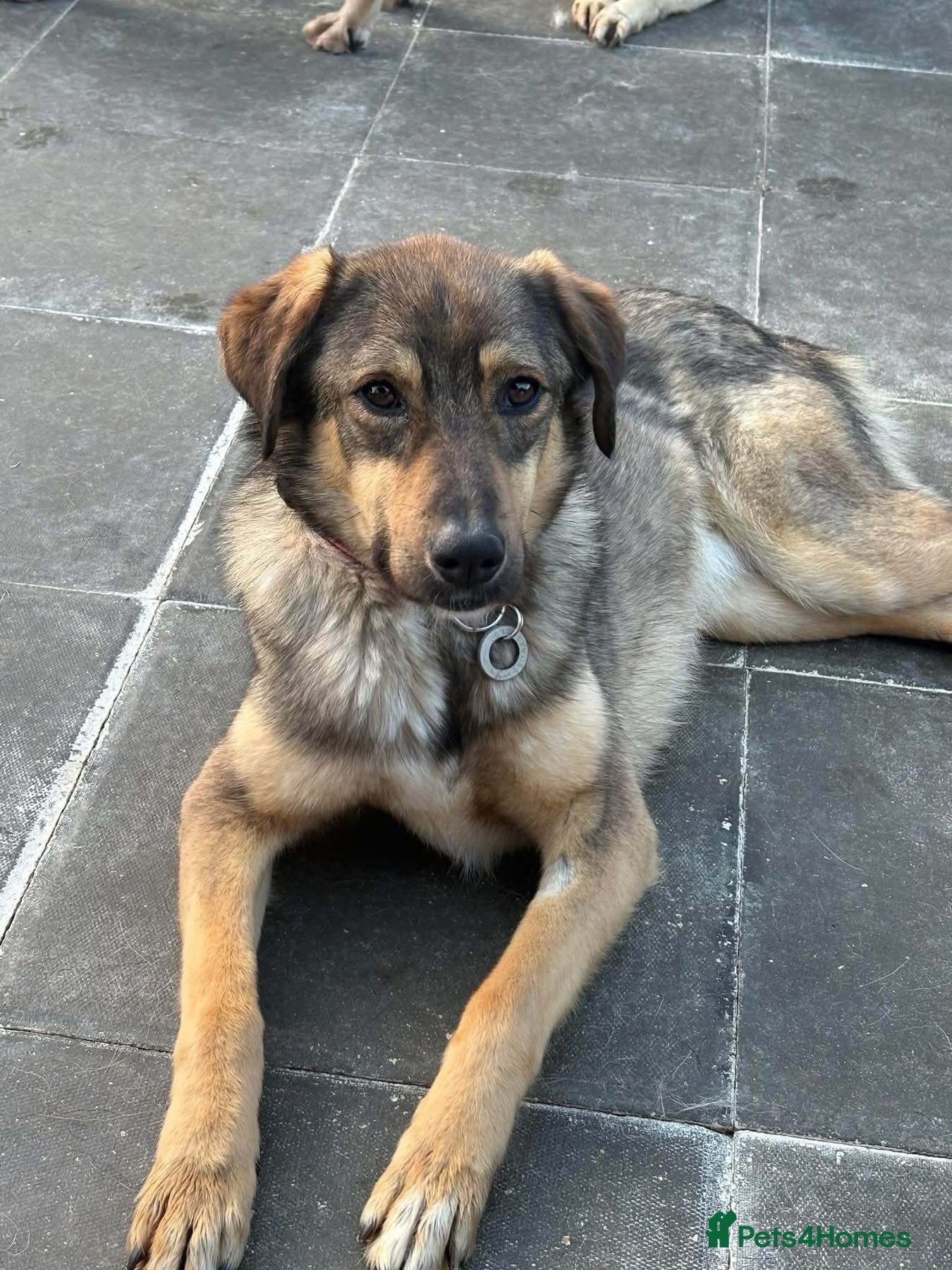 Mixed Breed dogs Malia - Norwich Norfolk  - Advert 1