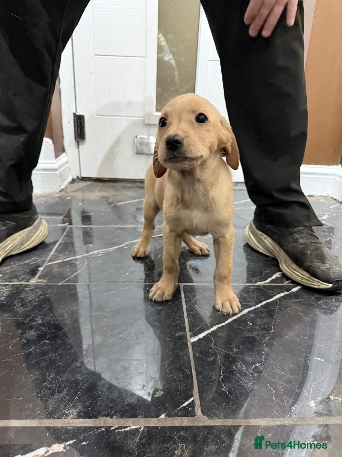 Labrador Retriever dogs 6 Fox Red Labrador puppies ( Mixed Litter )  - Advert 12