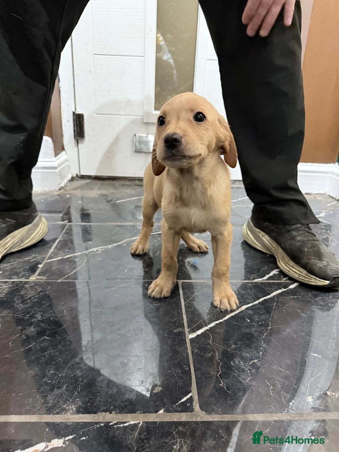 Labrador Retriever dogs for sale: Fox Red Labrador puppies  - Advert 3