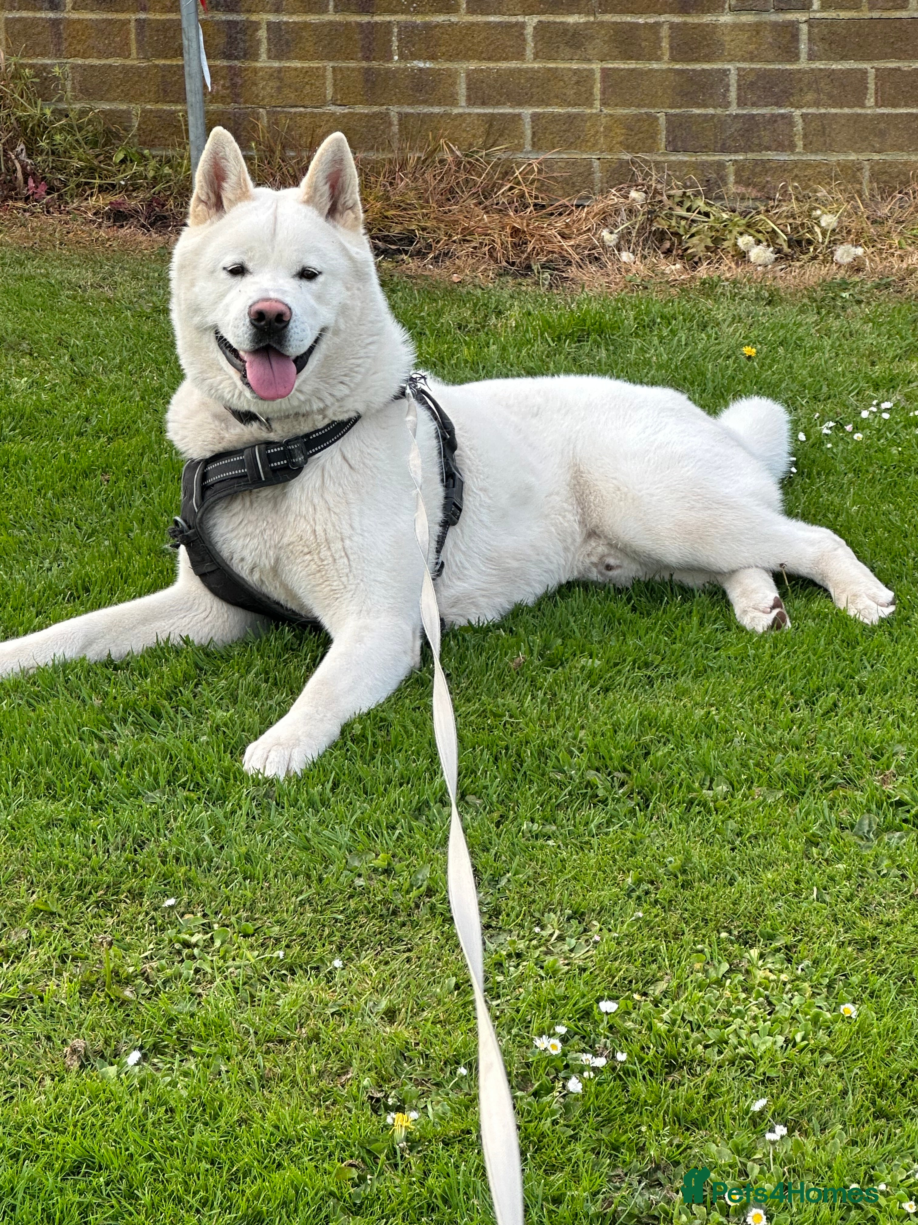 Akita dogs American Akita - Advert 4