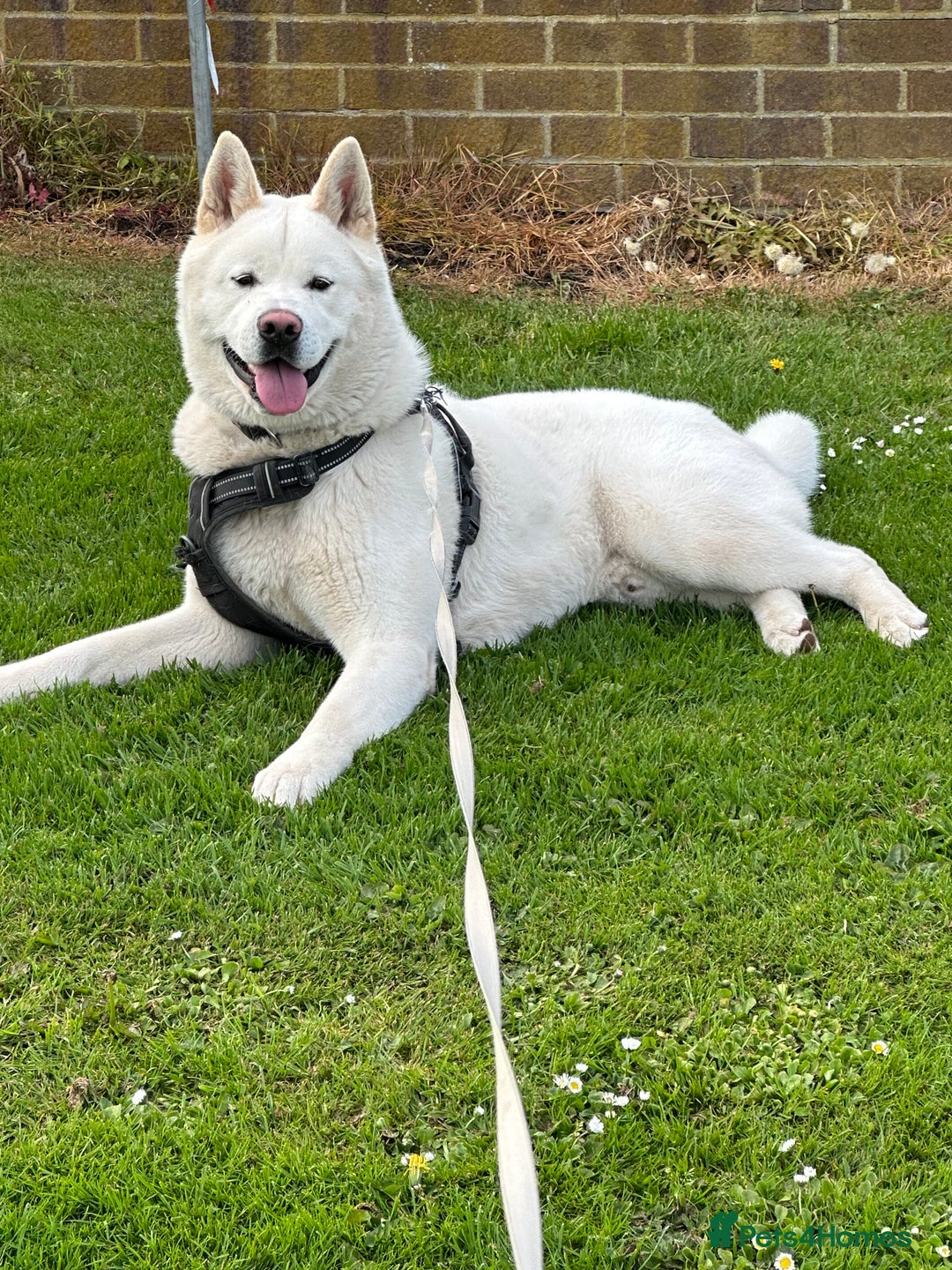 Akita dogs for sale: American Akita - Advert 1