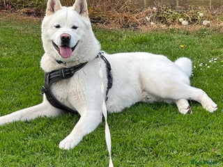 Akita dogs American Akita - Advert 1