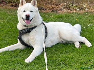 Akita dogs American Akita - Advert 9