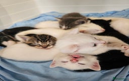 Mixed Breed cats for sale: Kittens Available to Reserve - Image 20