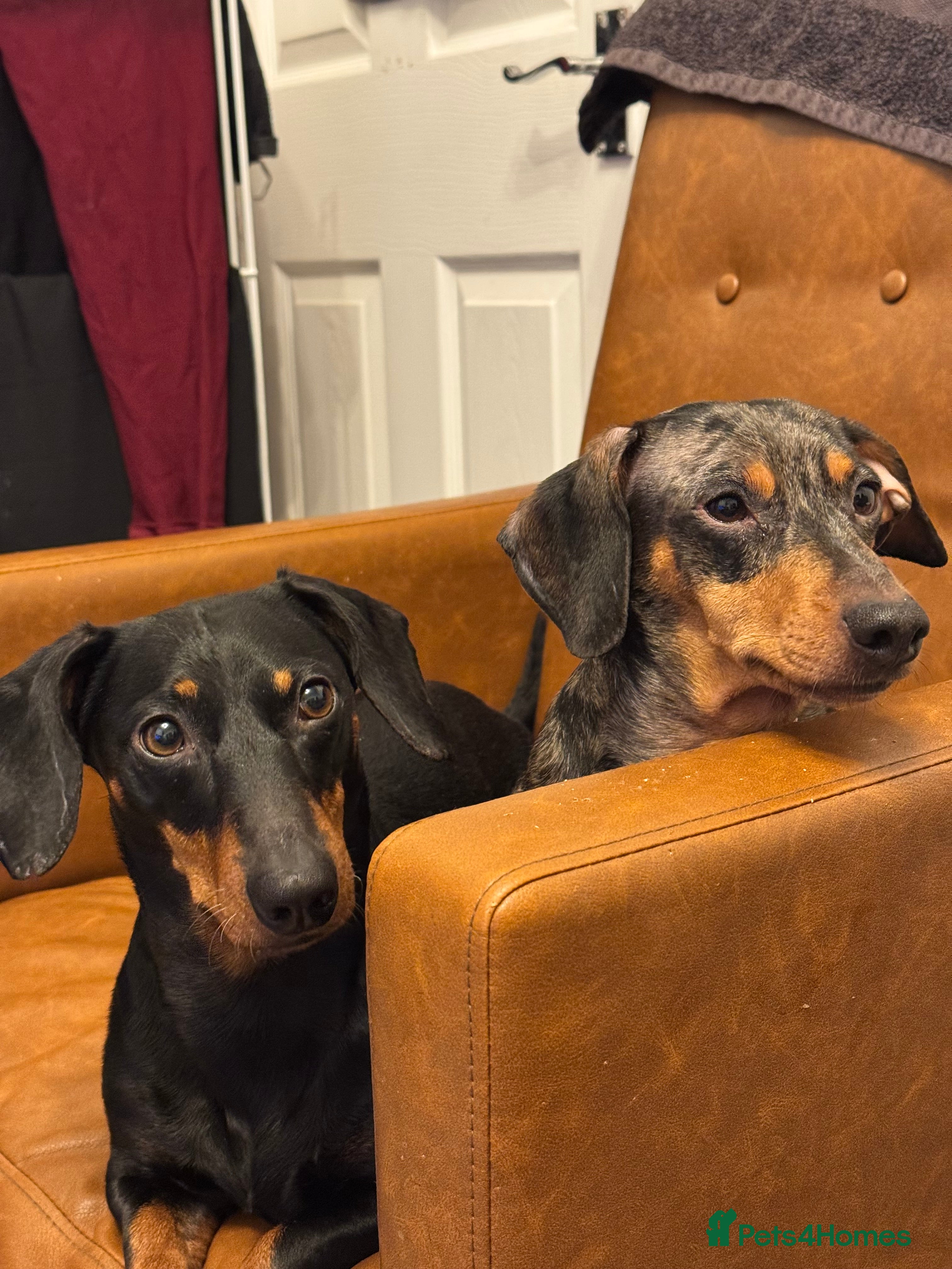 Dachshund dogs Daschunds Looking For Home - Advert 1