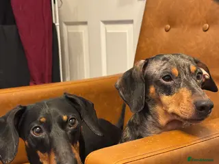 Dachshund dogs Daschunds Looking For Home - Advert 4