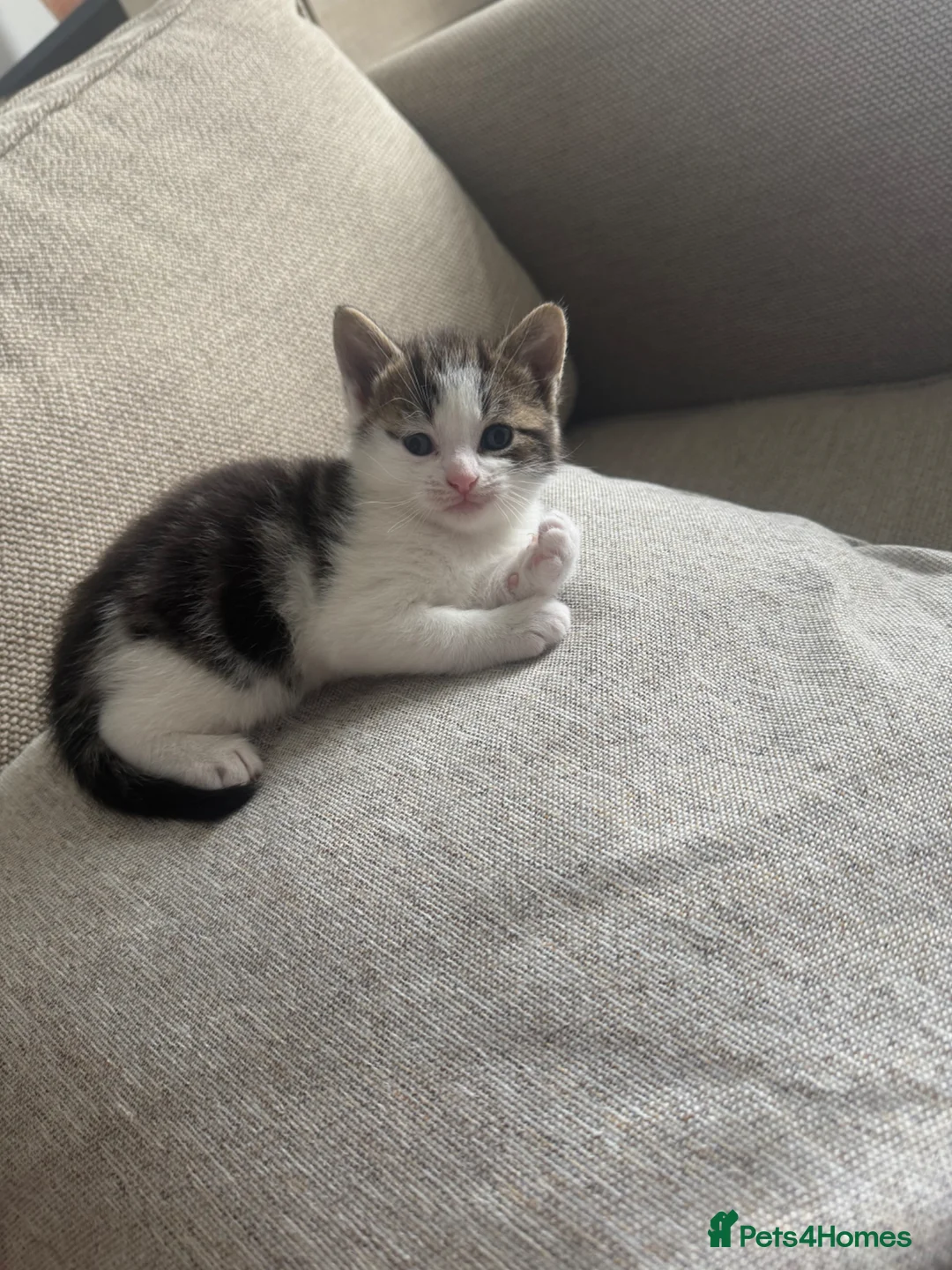 Mixed Breed cats for sale: 3 kittens ready in 2 weeks in Newhaven - Advert 1