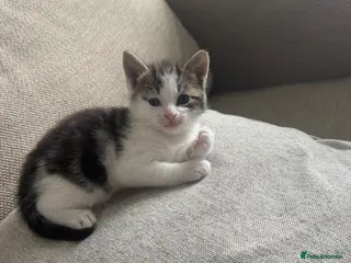 Mixed Breed cats 3 kittens ready in 2 weeks - Advert 1