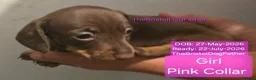Miniature Dachshund dogs for sale: Miniature Dachshund Smooth Haired Puppies - Advert 4