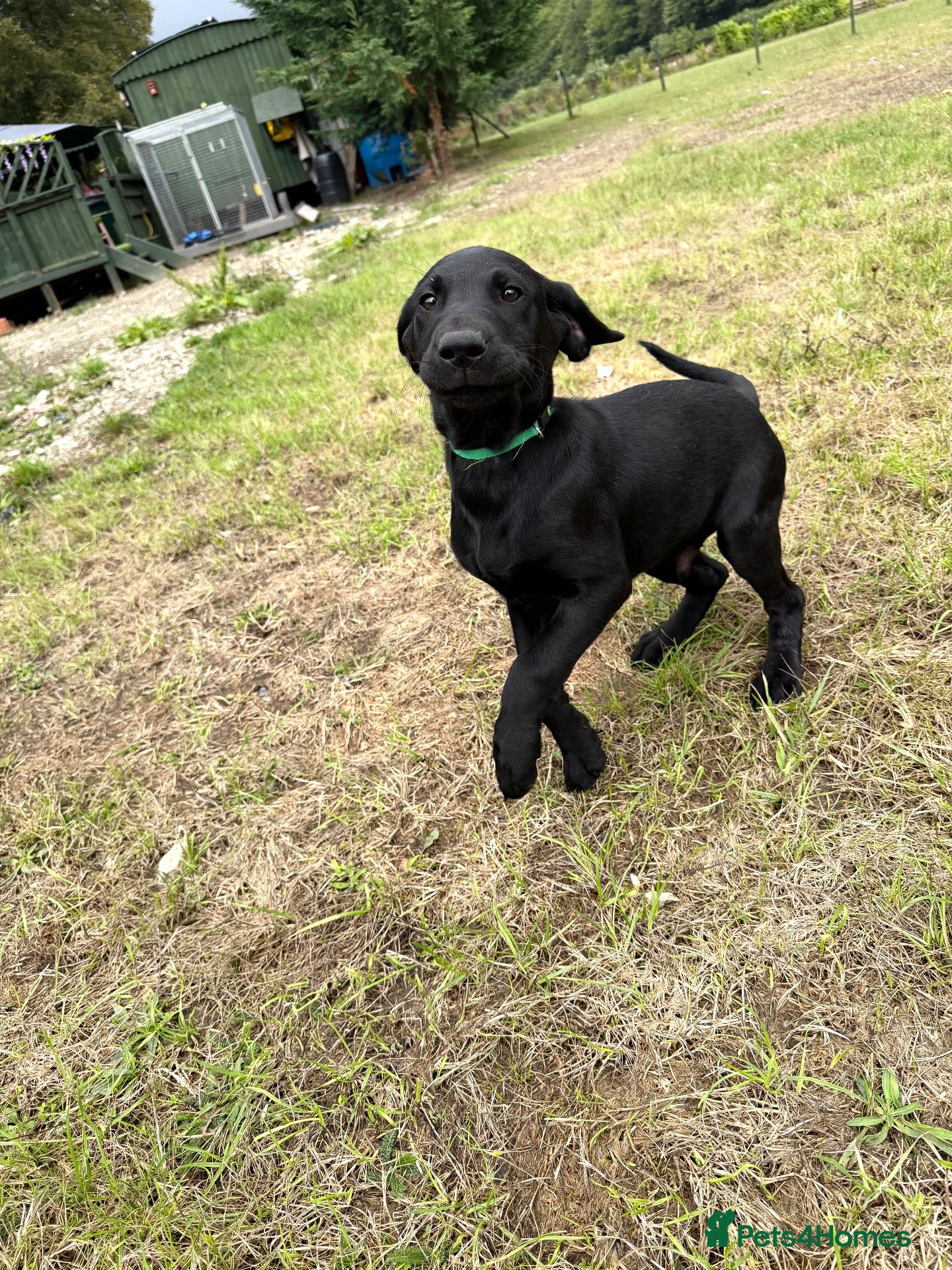 Labrador Retriever dogs FTCH Drakeshead Labrador boys  - Advert 2