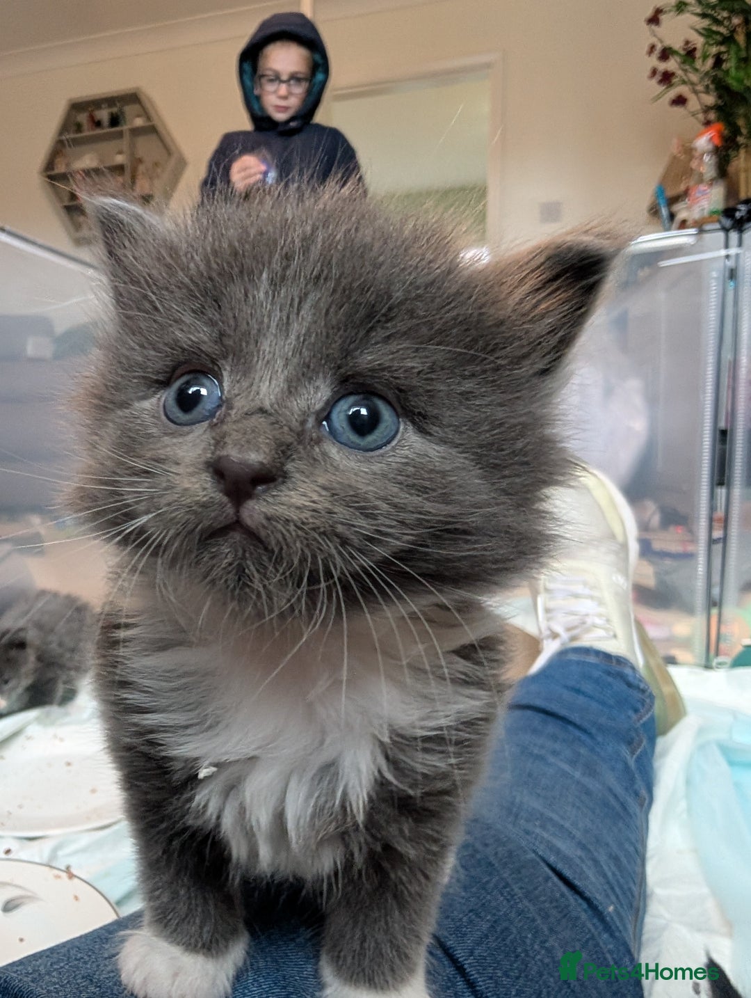 Maine Coon cats for sale: 3 maine coon cross kittens  - Image 13