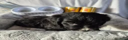 Cocker Spaniel dogs for sale: Cocker spaniel puppies - Advert 3