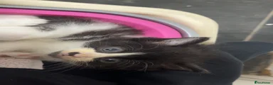 Male 1