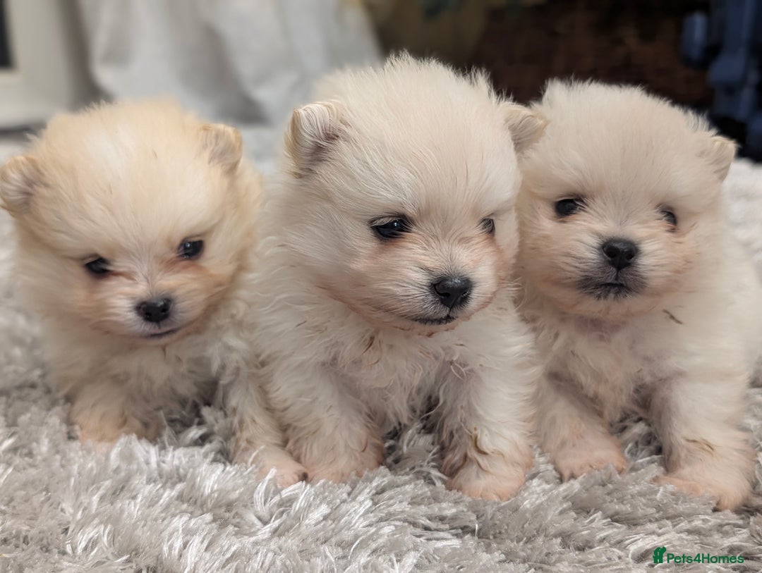 Pomeranian dogs for sale: Beautiful tiny Pomeranian girls  ONE LEFT  - Advert 5