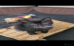Domestic Shorthair cats for sale: 6 lovable bundles of mischief seek forever home - Image 8