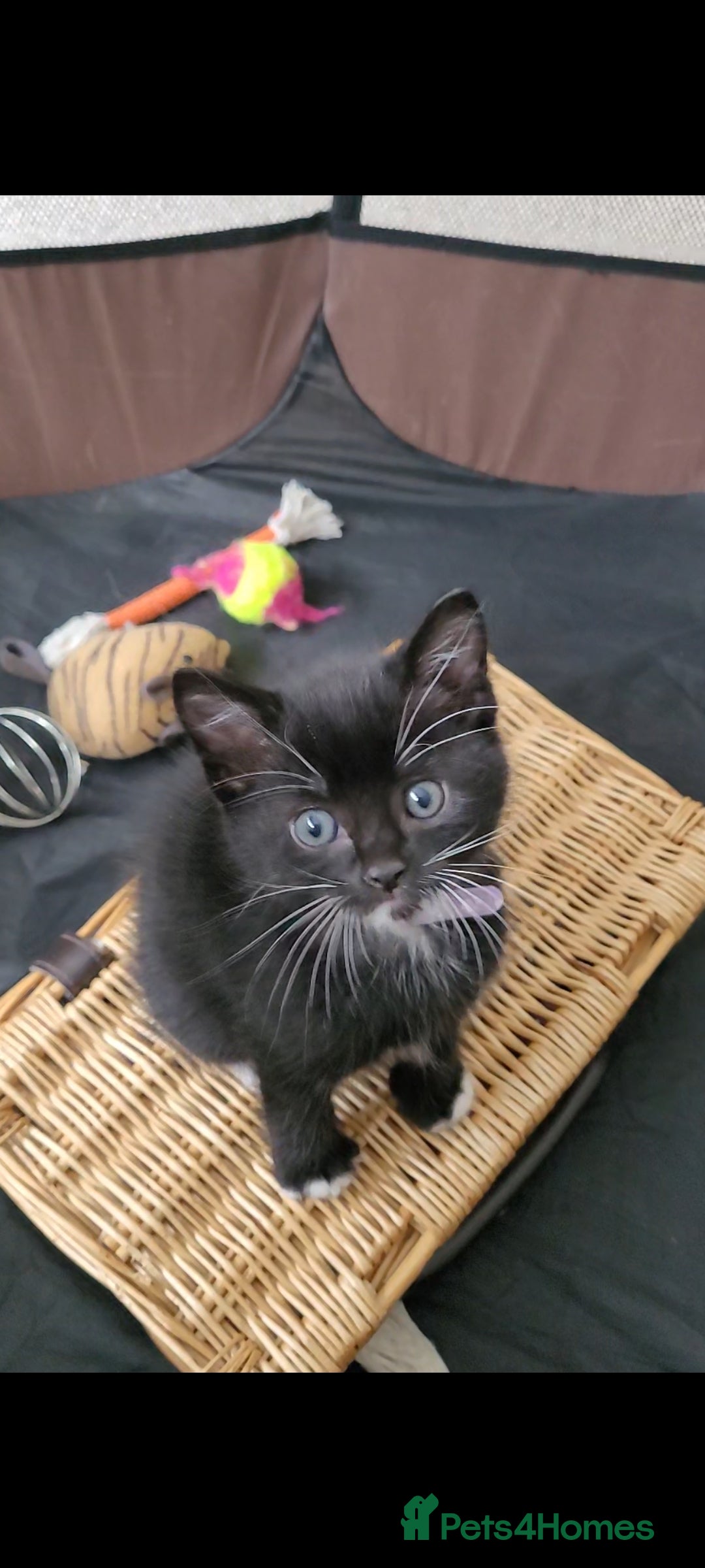Domestic Shorthair cats for sale: 6 lovable bundles of mischief seek forever home - Image 8