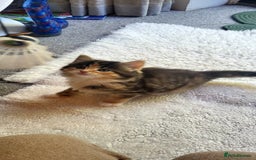 Mixed Breed cats for sale: Lovely kittens Looking for new Homes  - Image 23